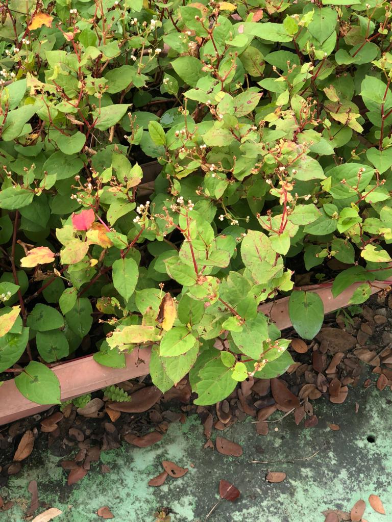 treatment centre, treatment cure, treatment herbs, treatment kl, treatment malaysia, eczema acupuncture, eczema acupuncture chinese master, eczema acupuncture herbal, eczema behavior, eczema behavior medicine, eczema behavior symptom, eczema brain powder, eczema centre, eczema centre recovery, eczema centre treatment, eczema cure herbal, eczema cure treatment, eczema disgnosis, eczema disgnosis children, eczema disgnosis symptom, eczema guideline, eczema herbal, eczema herbal acupuncture, eczema herbal cure, eczema herbs, eczema herbs chinese master, eczema herbs medicine, eczema Kuala Lumpur KL, eczema Kuala Lumpur Malaysia, eczema Malaysia